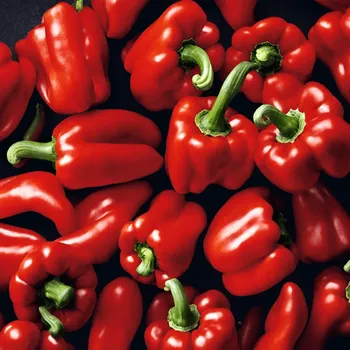 Rote Paprika